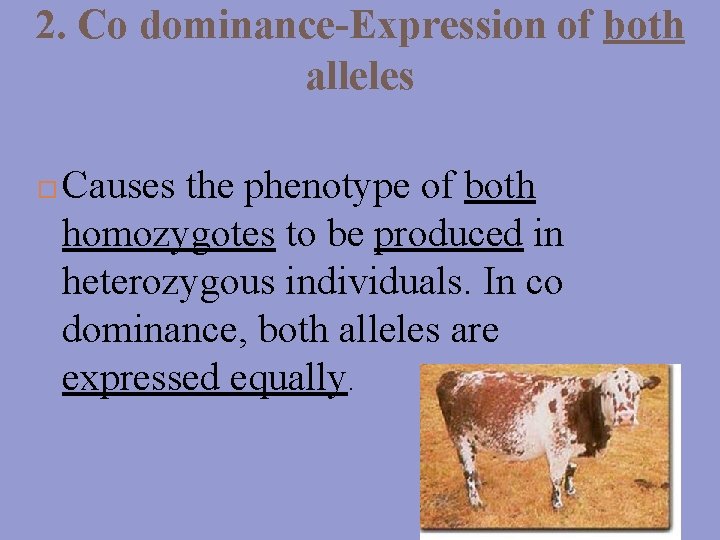 2. Co dominance-Expression of both alleles Causes the phenotype of both homozygotes to be