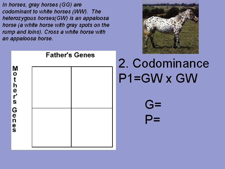 In horses, gray horses (GG) are codominant to white horses (WW). The heterozygous horses(GW)