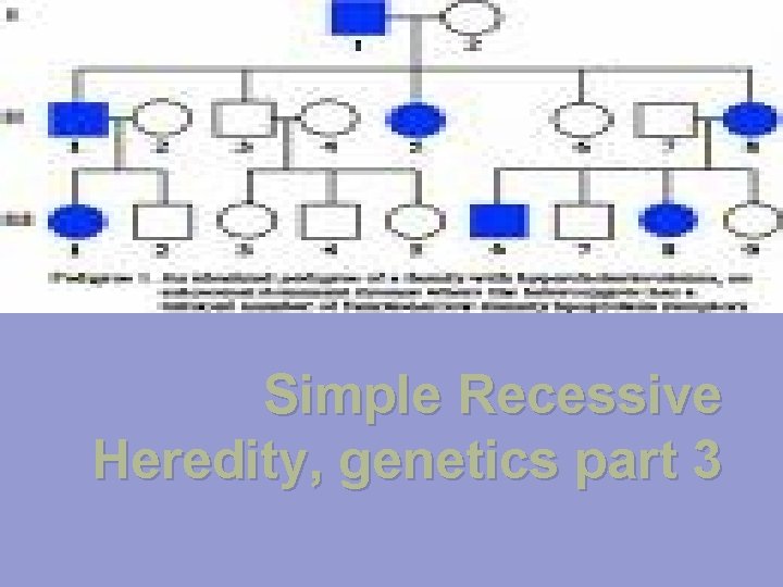 Simple Recessive Heredity, genetics part 3 