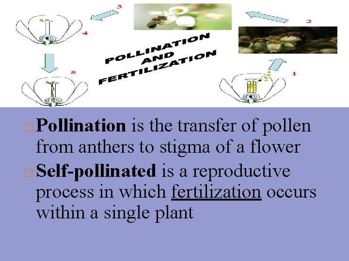 Pollination is the transfer of pollen from anthers to stigma of a flower Self-pollinated