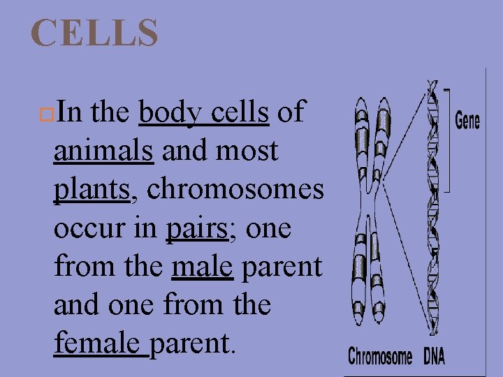 CELLS In the body cells of animals and most plants, chromosomes occur in pairs;