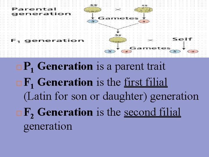 P 1 Generation is a parent trait F 1 Generation is the first filial