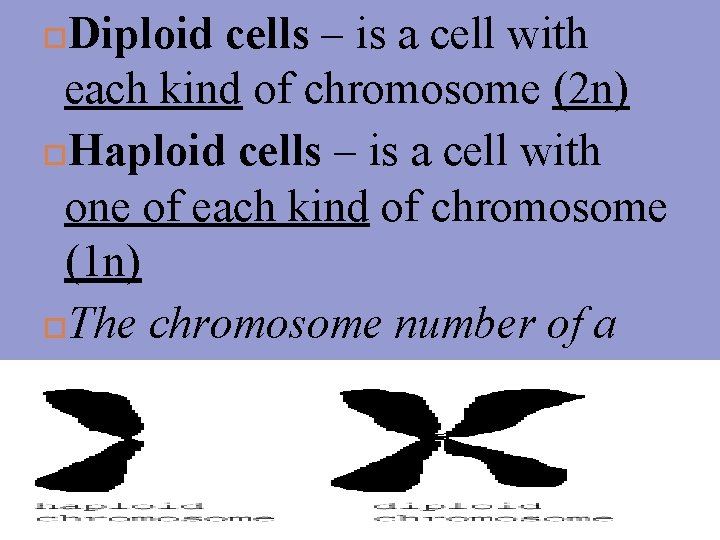 Diploid cells – is a cell with each kind of chromosome (2 n) Haploid