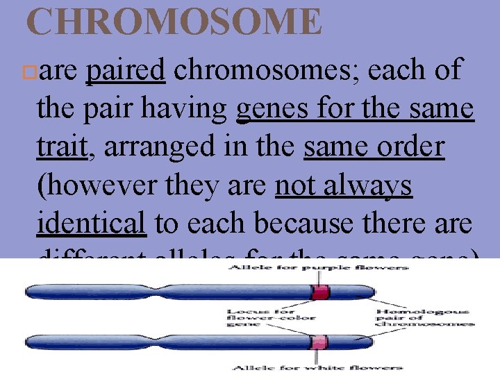 CHROMOSOME are paired chromosomes; each of the pair having genes for the same trait,