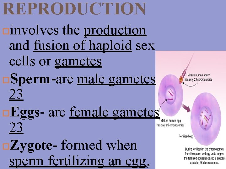 REPRODUCTION involves the production and fusion of haploid sex cells or gametes Sperm-are male