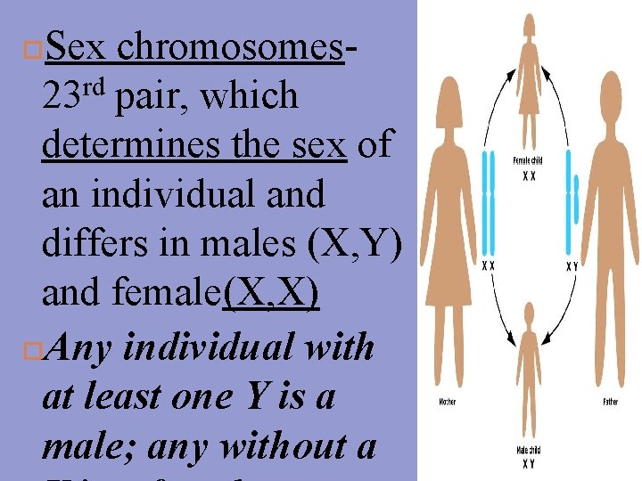 Sex chromosomesrd 23 pair, which determines the sex of an individual and differs in