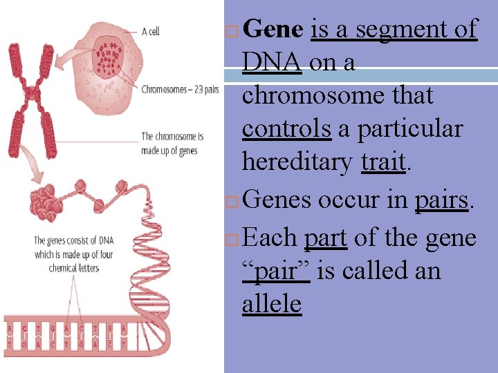 Gene is a segment of DNA on a chromosome that controls a particular hereditary