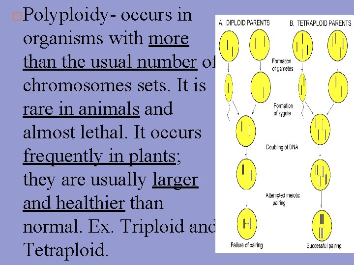 Polyploidy- occurs in organisms with more than the usual number of chromosomes sets. It