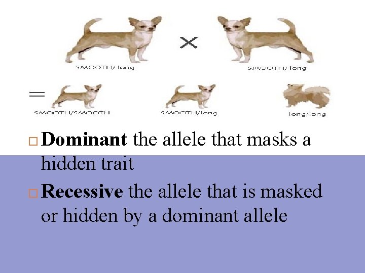 Dominant the allele that masks a hidden trait Recessive the allele that is masked