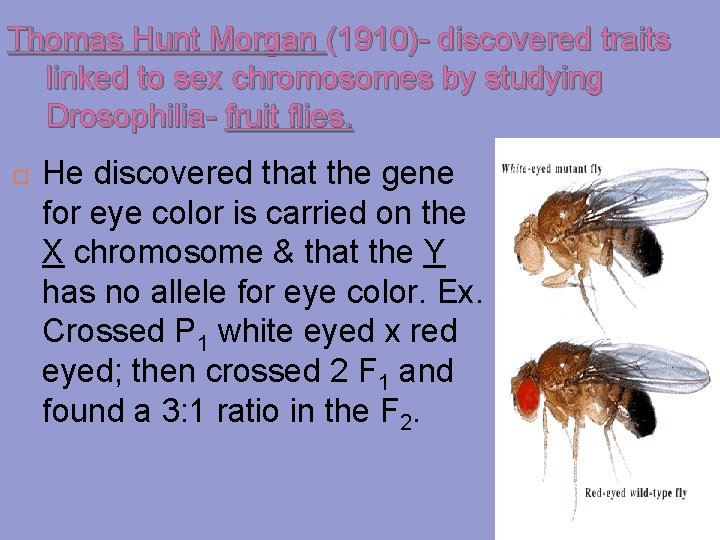 Thomas Hunt Morgan (1910)- discovered traits linked to sex chromosomes by studying Drosophilia- fruit