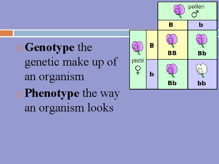 Genotype the genetic make up of an organism Phenotype the way an organism looks