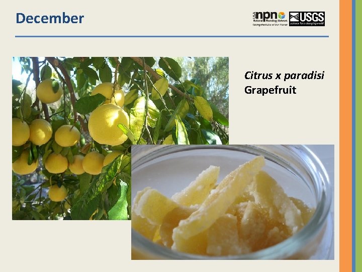 December Citrus x paradisi Grapefruit 