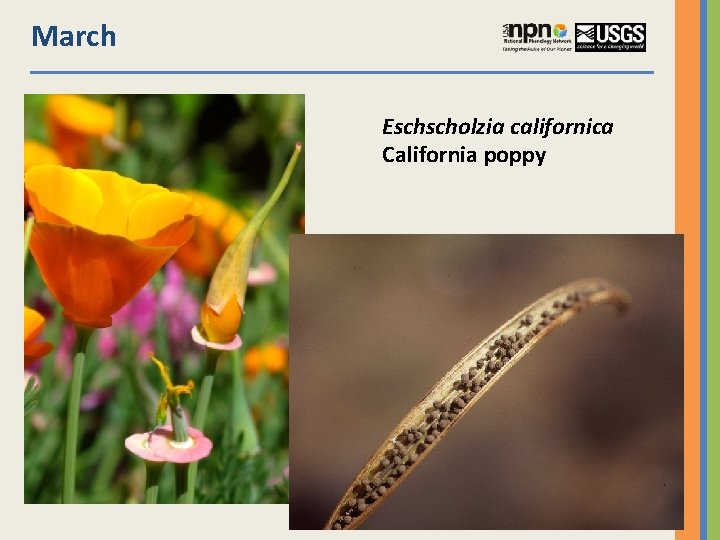 March Eschscholzia californica California poppy 