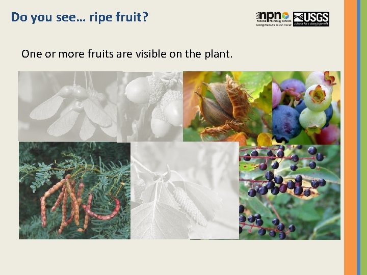 Do you see… ripe fruit? One or more fruits are visible on the plant.