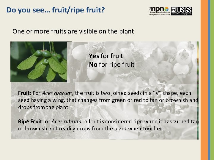 Do you see… fruit/ripe fruit? One or more fruits are visible on the plant.