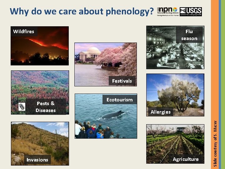 Why do we care about phenology? Flu season Wildfires Festivals Invasions Ecotourism Allergies Agriculture