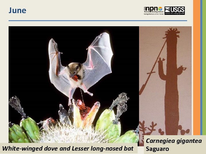 June White-winged dove and Lesser long-nosed bat Carnegiea gigantea Saguaro 