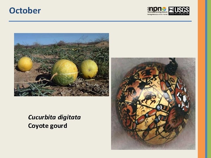 October Cucurbita digitata Coyote gourd 