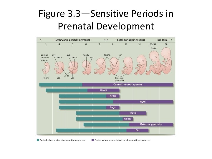 Figure 3. 3—Sensitive Periods in Prenatal Development 