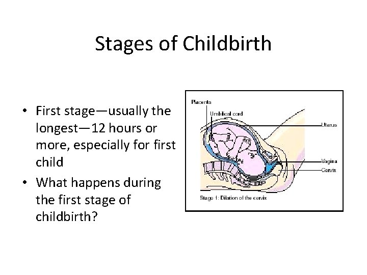 Stages of Childbirth • First stage—usually the longest— 12 hours or more, especially for