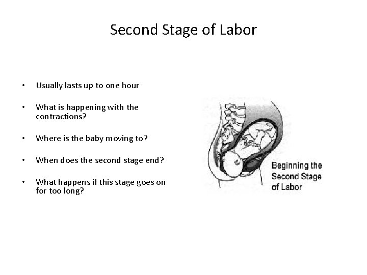 Second Stage of Labor • Usually lasts up to one hour • What is
