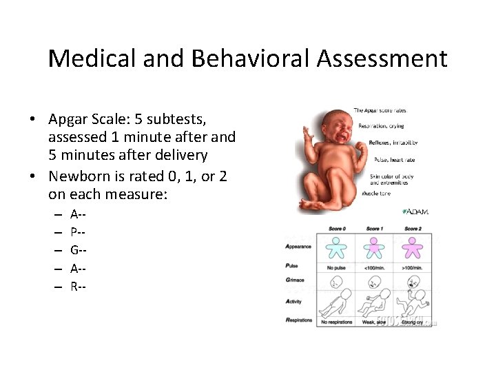 Medical and Behavioral Assessment • Apgar Scale: 5 subtests, assessed 1 minute after and