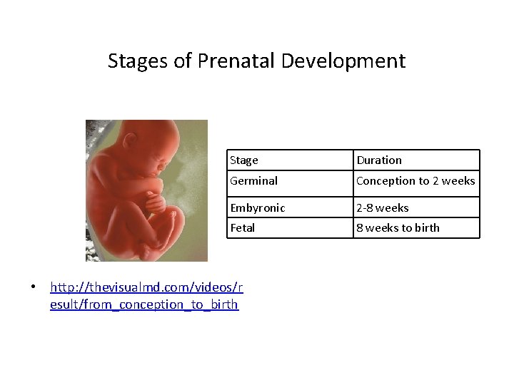 Stages of Prenatal Development Stage Duration Germinal Conception to 2 weeks Embyronic 2 -8