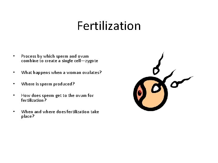 Fertilization • Process by which sperm and ovum combine to create a single cell—zygote