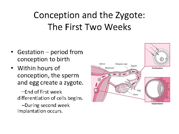 Conception and the Zygote: The First Two Weeks • Gestation – period from conception