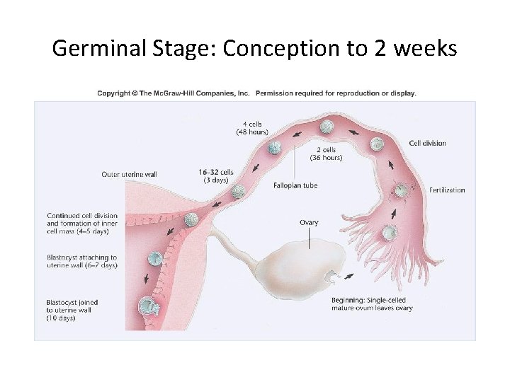 Germinal Stage: Conception to 2 weeks 