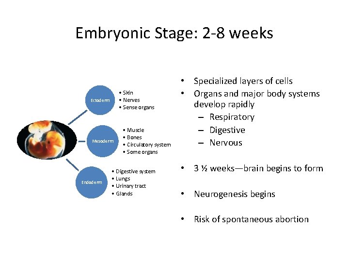 Embryonic Stage: 2 -8 weeks • Skin • Nerves • Sense organs Ectoderm Mesoderm