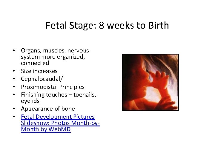 Fetal Stage: 8 weeks to Birth • Organs, muscles, nervous system more organized, connected