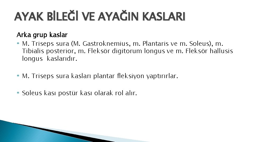 AYAK BİLEĞİ VE AYAĞIN KASLARI Arka grup kaslar M. Triseps sura (M. Gastroknemius, m.