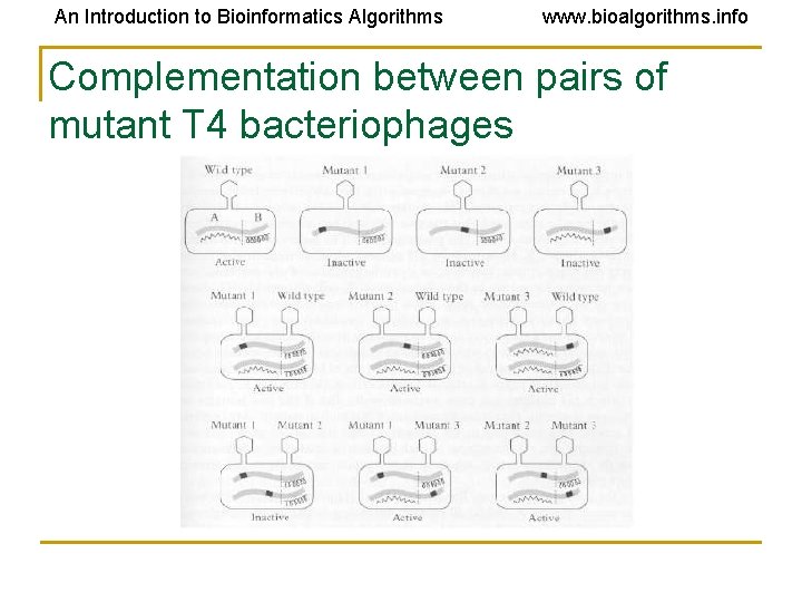 An Introduction to Bioinformatics Algorithms www. bioalgorithms. info Complementation between pairs of mutant T