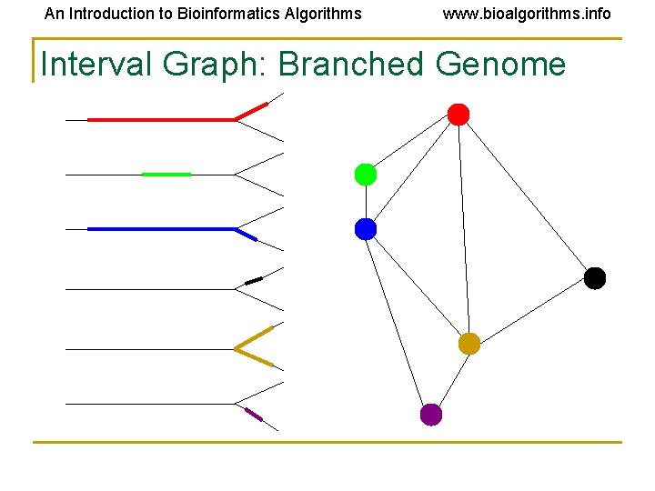 An Introduction to Bioinformatics Algorithms www. bioalgorithms. info Interval Graph: Branched Genome 