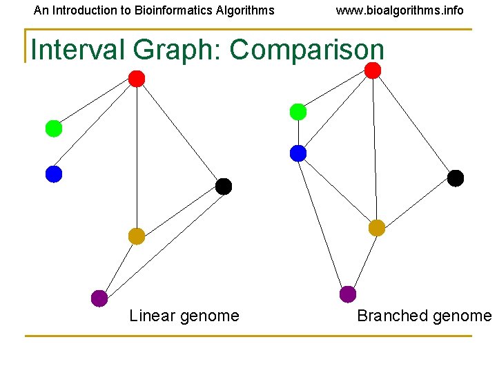 An Introduction to Bioinformatics Algorithms www. bioalgorithms. info Interval Graph: Comparison Linear genome Branched
