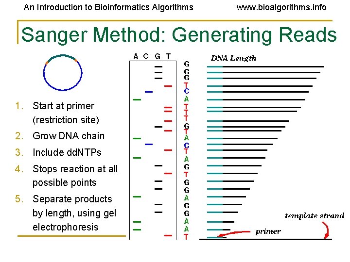 An Introduction to Bioinformatics Algorithms www. bioalgorithms. info Sanger Method: Generating Reads 1. Start