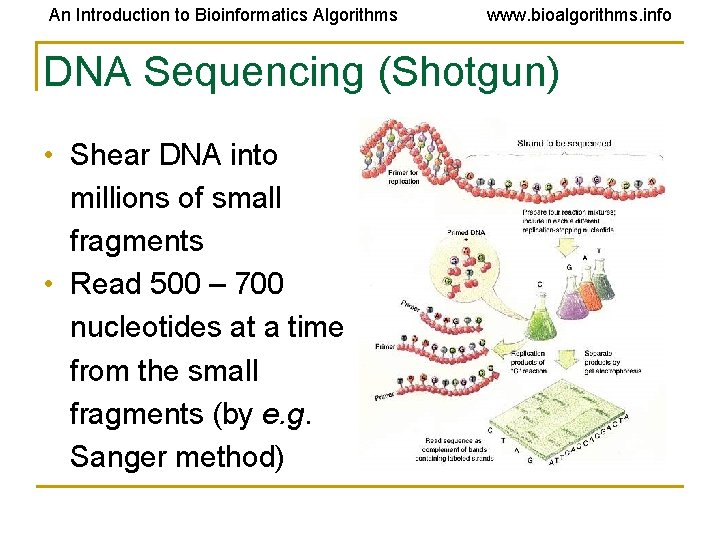 An Introduction to Bioinformatics Algorithms www. bioalgorithms. info DNA Sequencing (Shotgun) • Shear DNA
