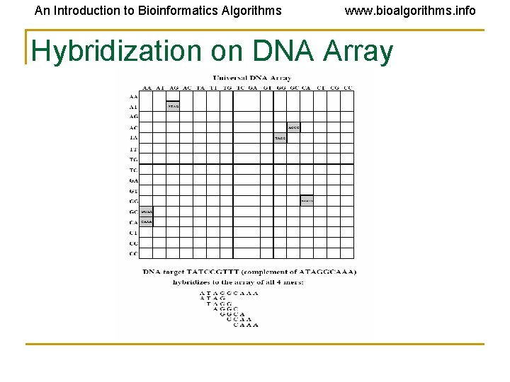 An Introduction to Bioinformatics Algorithms www. bioalgorithms. info Hybridization on DNA Array 