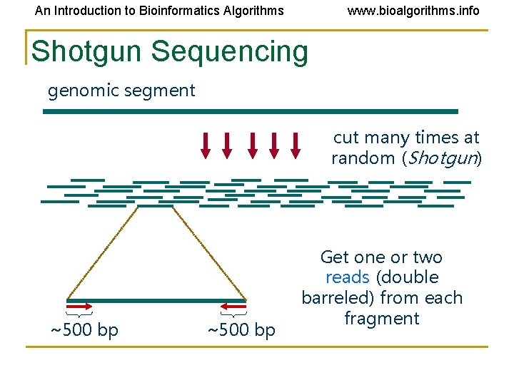 An Introduction to Bioinformatics Algorithms www. bioalgorithms. info Shotgun Sequencing genomic segment cut many