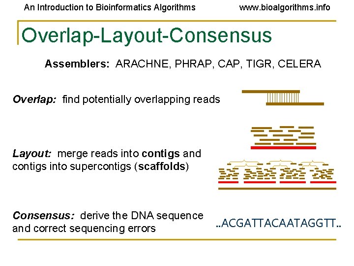 An Introduction to Bioinformatics Algorithms www. bioalgorithms. info Overlap-Layout-Consensus Assemblers: ARACHNE, PHRAP, CAP, TIGR,