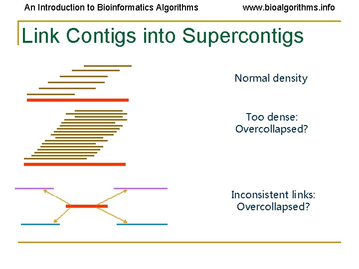 An Introduction to Bioinformatics Algorithms www. bioalgorithms. info Link Contigs into Supercontigs Normal density