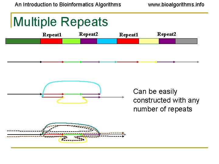 An Introduction to Bioinformatics Algorithms www. bioalgorithms. info Multiple Repeats Repeat 1 Repeat 2