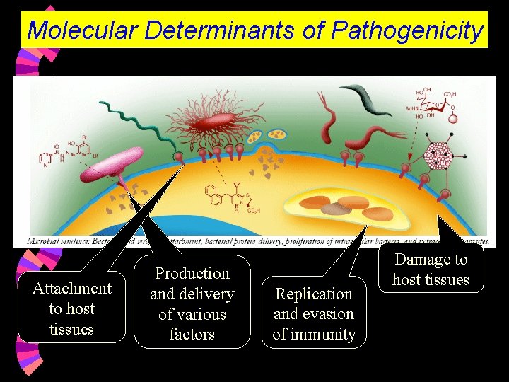 Molecular Determinants of Pathogenicity Attachment to host tissues Production and delivery of various factors