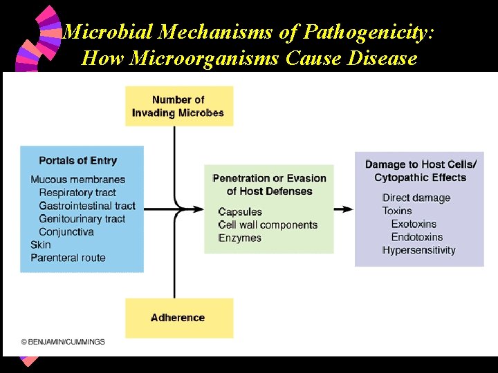 Microbial Mechanisms of Pathogenicity: How Microorganisms Cause Disease 