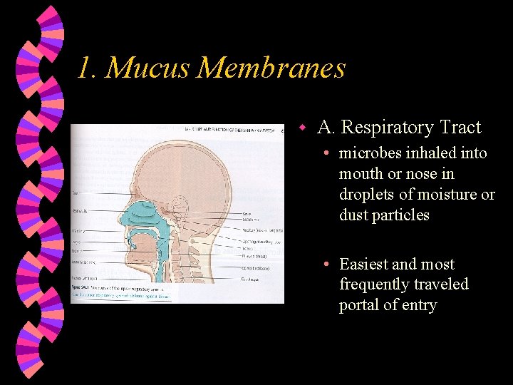 1. Mucus Membranes w A. Respiratory Tract • microbes inhaled into mouth or nose