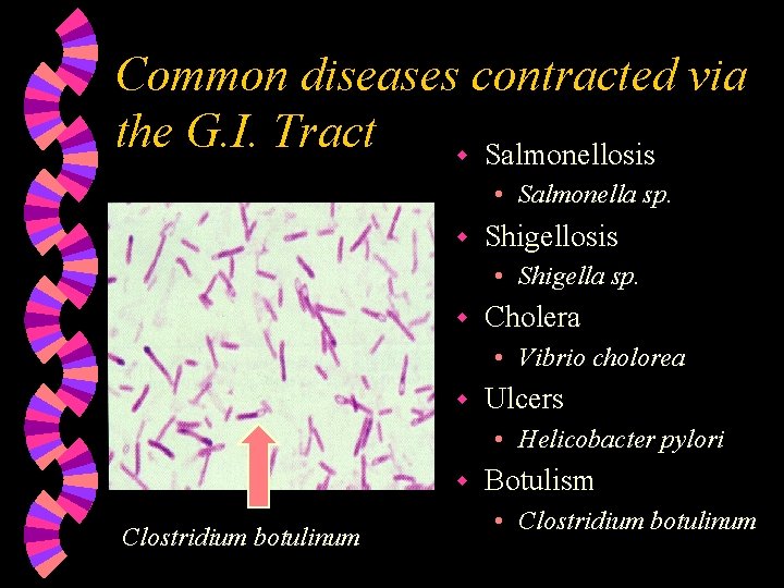 Common diseases contracted via the G. I. Tract w Salmonellosis • Salmonella sp. w