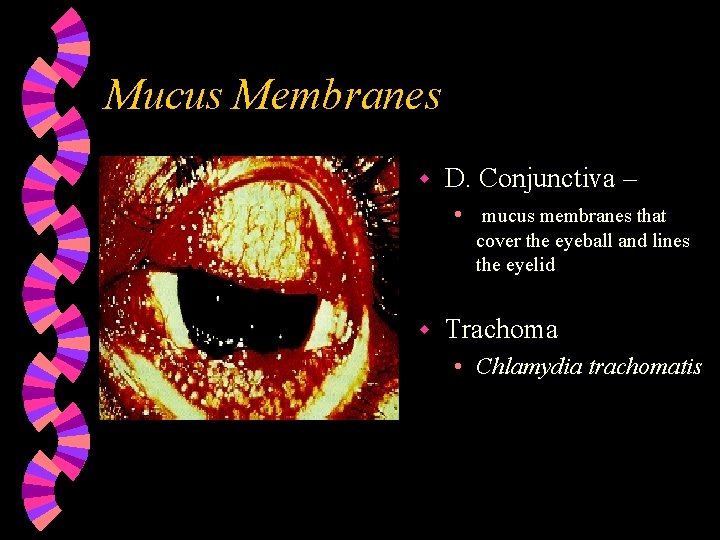 Mucus Membranes w D. Conjunctiva – • mucus membranes that cover the eyeball and
