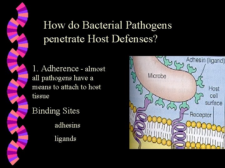 How do Bacterial Pathogens penetrate Host Defenses? 1. Adherence - almost all pathogens have
