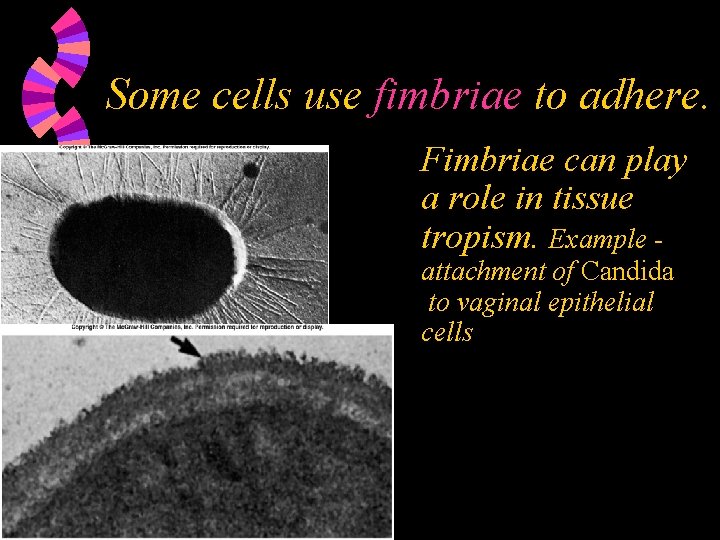 Some cells use fimbriae to adhere. Fimbriae can play a role in tissue tropism.